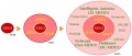 Thumbnail for version as of 19:07, 28 December 2010